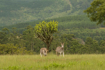 Swaziland Culture and Mlilwane Wildlife Sanctuary - 2 Days