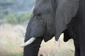 Swaziland Culture - Mlilwane - Hlane National Park - 3 Days
