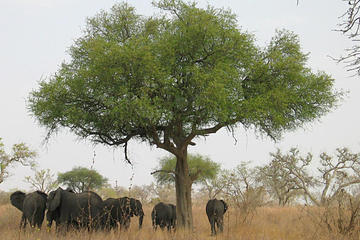 The Lobéké National Park
