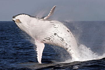 Whale Watching and Surfers Paradise Day Trip from Brisbane