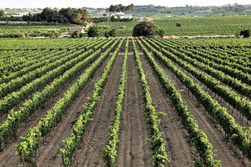 Penèdes Cava & Wine Bike Tour (Rent roadbike & 2 visits to wineries)