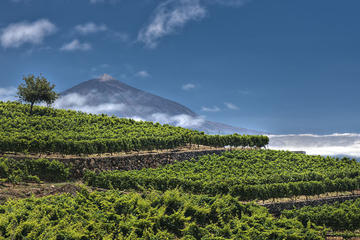Bodegas Monje Winery Tour with Wine Tasting and Mojo Sauce Workshop