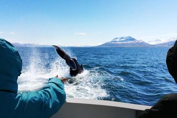 Reykjavik Whale Watching