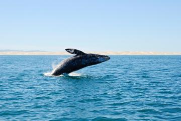 Full-Day Whale Watching and Whidbey Island Tour from Seattle