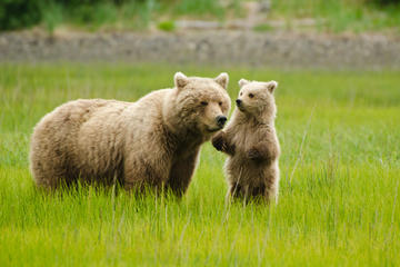 Bear Viewing Excursion and Airplane Adventure Tour