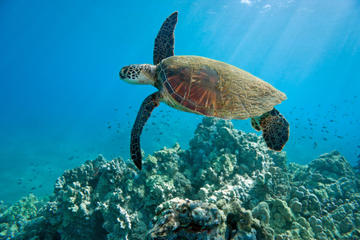 Kahului Shore Excursion: Snorkeling Adventure