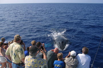 Mid-Morning Whale Watch from Kawaihae Harbor