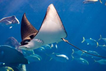 Big Island Manta Ray Night Kayak and Snorkel Adventure
