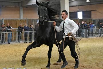 HORSE RIDING