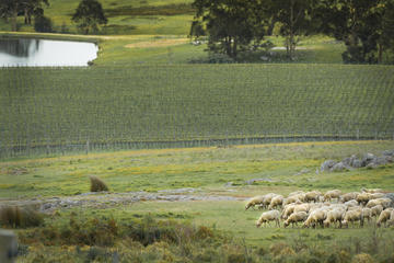 Fowles Wine: Heritage Farm Tour with Wine Tasting and Lunch