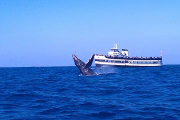 Super Saver: Whale Watching and Patriot Jet Boat Ride