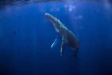 Small-Group Half-Day Swim With Whales, Sharks and Rays Boat Tour from Ha'apiti