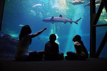 Maui Ocean Center Admission