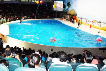Dolphin Show