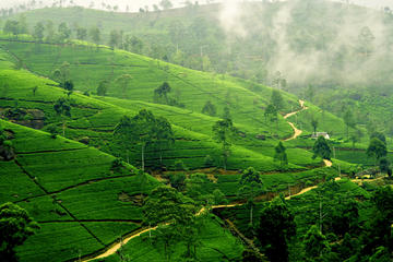 Tea Tours in Nuwara-Eliya with MTH