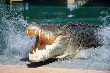 Crocosaurus Cove Darwin General Admission Tickets