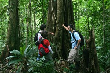 Rainforest Adventure from San Jose