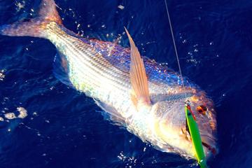 Sea-Fishing tour from Sorrento