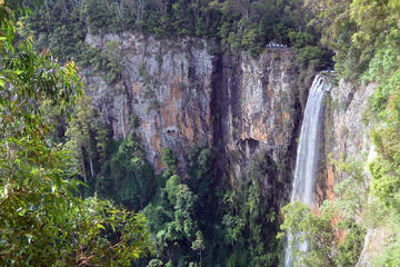 Springbrook National Park Rainforest and Waterfall Day Trip from Brisbane