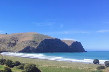 Akaroa Surf Lesson & Guided Tour
