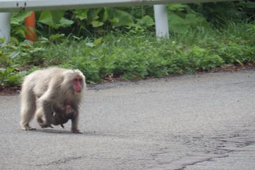 Adventure in search of Japanese monkeys living farthest north in the world!