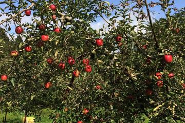 Apple picking