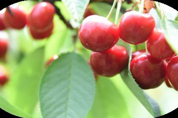 Cherry picking