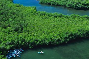 Best of Mangrove Lagoon Adventure