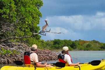 St Thomas Kayak Tour: Sunset Birding at Mangrove Lagoon