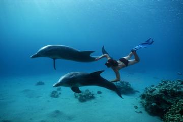 Dolphin House Sea Trip Hurghada
