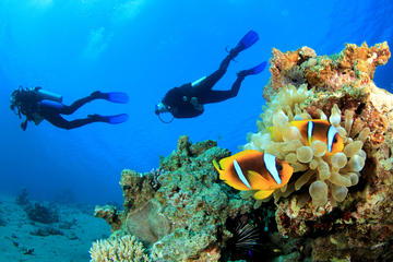Scuba Diving Trip Around Giftun Island
