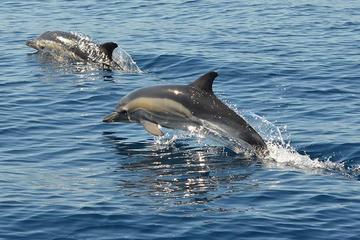 Albufeira Combo: 4x4 Safari Tour and Boat Trip
