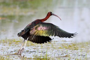 BIRD WATCHING SAFARI Algarve central