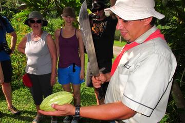 San Jose Tropical Rainforest Adventure including Chocolate Tasting