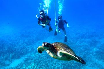 Snuba Adventure at Coral World Ocean Park