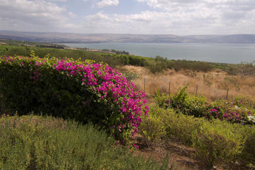 Haifa Shore Excursion: Private Nazareth and Sea of Galilee Day Trip