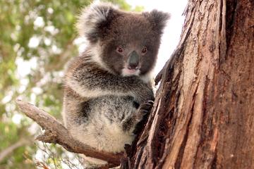 Island Life - Full Day Kangaroo Island Wildlife Tour