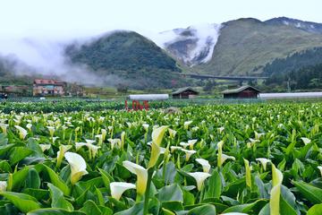 Leisure Tour to Yangminshsan and Relaxing Massage after