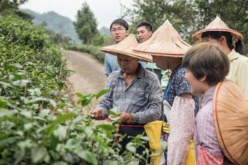 Private 1-Day Tea Experience in Taipei