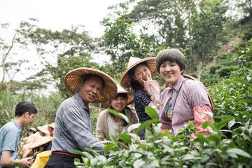 Shared 1-Day Tea Experience in Taipei