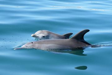 90-Minute Dolphin Discovery Centre Eco Cruise