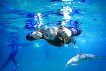 Dolphin Discovery Centre Swim Tour