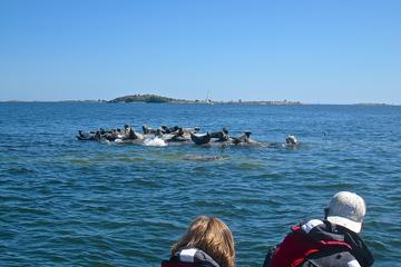 Stockholm Archipelago Seal Safari