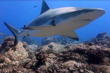 Shark Scuba Diving Safari (qualified divers only)