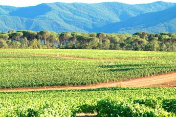 Full-Day Wine Tour around Aix en Provence from Marseille