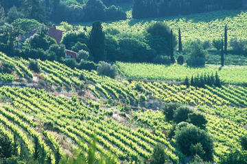 Full-day Wine Tour around Bandol & Cassis from Marseille