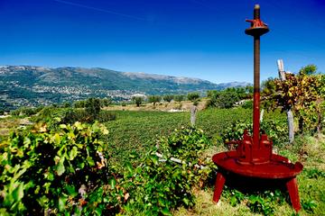 Half-day Wine Tour in Bellet wine region from Nice