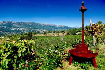 Wine Tour in Bellet wine region with free time in Nice - from Cannes