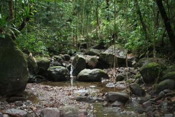 St Kitts Half-Day Rainforest Tour
