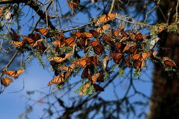 Monarch Butterfly Sanctuary Day Trip from Mexico City